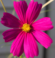 Cosmo Flower
