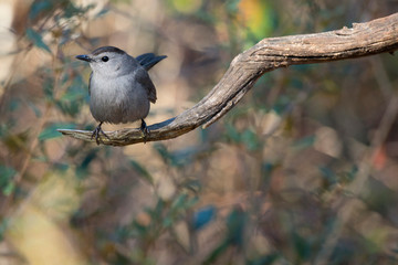 Gray Catbird, Dumetella Carolinensis, Florida backyard