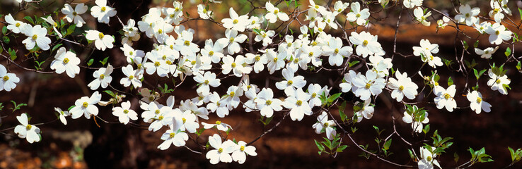 USA, Georgia, Atlanta. Flowering Dogwood grows at the Atlanta Botannical Gardens, Georgia.