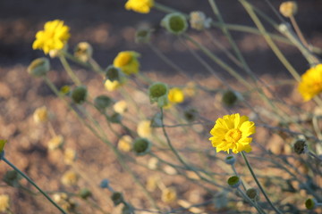 Yellow Flowers