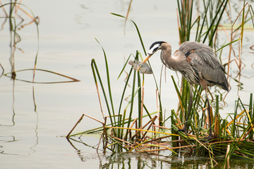 Great blue Heron stabbing fish