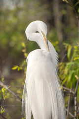 USA, Florida, Orlando, Great Egret, Gatorland.
