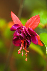 Purple flower petals with water drops on it. Close up