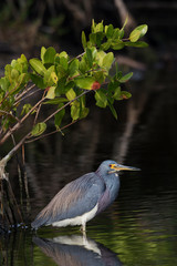 Tricolored heron