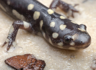 Wild eastern tiger salamander, Ambystoma tigrinum tigrinum, Central Florida.
