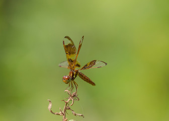 Female eastern amberwing, Perithemis tenera, Half Moon Wildlife Management Area, Florida