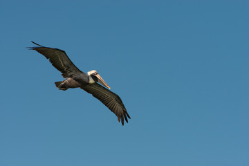 A soaring brown Pelican brown against the blue sky