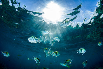 A school of Sergeant major fish swim near the surface with sunrays shining through the clear blue waters near Looe Key Reef, Florida Keys.