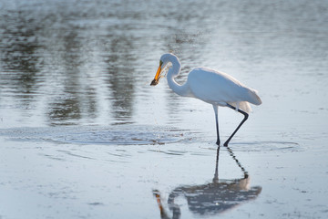 Great egret catching a fish