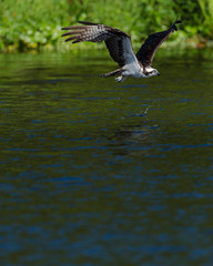 Osprey in-flight, Pandion Haliaeetus, Lake Woodruff NWR, Florida