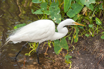USA, Florida, Orlando, Great Egret, Gatorland.