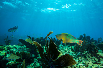 Fototapeta na wymiar Rainbow parrotfish (Scarus guacamaia) swimming above the coral reef at Looe Key, Florida