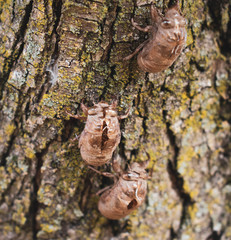 Three Cicada Shells on a Tree Trunk