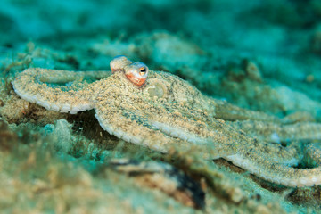 Macro photograph of an Atlantic Long arm Octopus near the Blue Heron Bridge, Palm Beach, Florida.