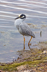 USA, FL, Sanibel, Yellow-Crowned Night Heron (Nycticorax violaceus)