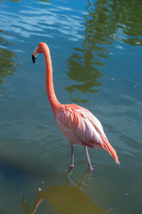 USA, Florida, Orlando, Pink Flamingo, Gatorland.