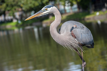 USA, Florida, Orlando, Great Blue Heron, Gatorland.