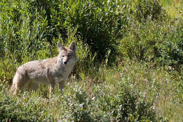 North America - USA - Colorado - Rocky Mountain National Park. Coyote - Canis latrans.