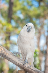 USA, Florida, Orlando, White Cockatoo, Gatorland.