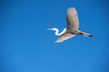 USA, Florida, St. Augustine, Great Egret at Alligator Farm rookery.
