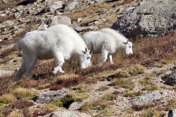 Fototapeta na wymiar North America - USA - Colorado - Rocky Mountains - Mount Evans. Mountain goat - oreamnos americanus.