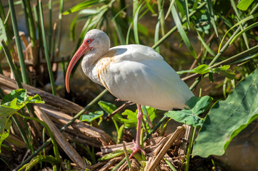 USA, Florida, Orlando, White Ibis, Gatorland.