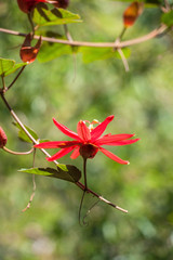 USA, Florida, St. Augustine, red tropical flower.