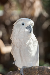 USA, Florida, Orlando, White Cockatoo, Gatorland.