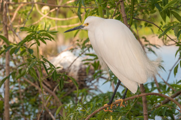 USA, Florida, Orlando, Snowy Egret, Gatorland.