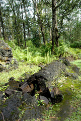 USA, Hawaii, The island of Hawaii, Hilo. Lava Tree State Park.