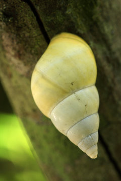 Florida tree snail, Liguus fasciatus, Everglades National Park, Post Wilma, Florida, USA