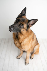 German Shepherd dog posing on white wood background and looking at a camera with head tilt