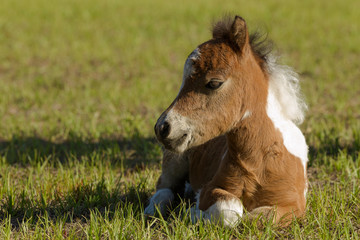 Naklejka na ściany i meble Baby Miniature horse paint colt