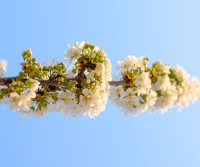Prunus avium Flowering cherry. Cherry flowers on a tree branch