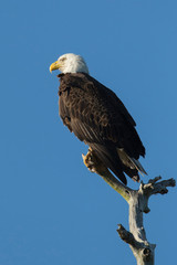 Adult Bald eagle, Haliaeetus leucocephalus, SW Florida