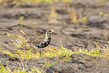 USA, Hawaii, Hawaii Volcanoes National Park. Pacific golden plover close-up. Credit as: Cathy & Gordon Illg / Jaynes Gallery / DanitaDelimont.com