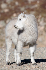 North America - USA - Colorado - Rocky Mountains - Mount Evans. Mountain goat - oreamnos americanus.