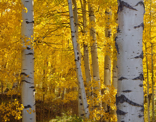 USA, Colorado, Uncompahgre National Forest, Fall colored leaves of quaking aspen (Populus tremuloides) glow in morning sun.