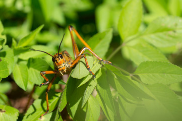 Southeastern Florida, Everglades drainage