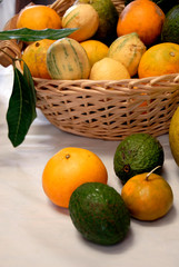 USA, Hawaii, Big Island, Hilo. OK Farms. Locally grown produce: variegated lemons (used for pink lemonde), oranges, avocado