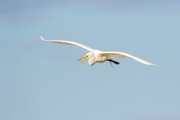 Great Egret (Ardea alba) flying Viera Wetlands, Brevard County, Florida