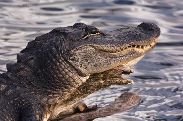USA, Florida, Everglades NP, American Alligator (Alligator mississippiensis)