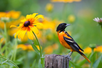 Baltimore Oriole (Icterus galbula) male on post in flower garden with Black-eyed Susans (Rudbeckia hirta), Marion, Illinois, USA.