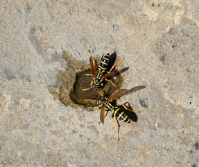 Wasps Polistes drink water
