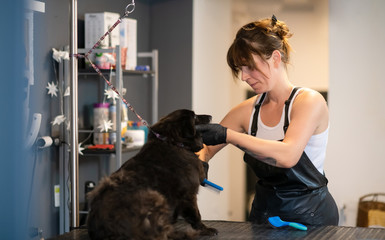 pet hairdresser woman cutting fur of cute black dog