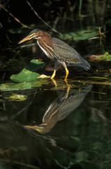 Green Heron, Everglades NP, Florida, USA
