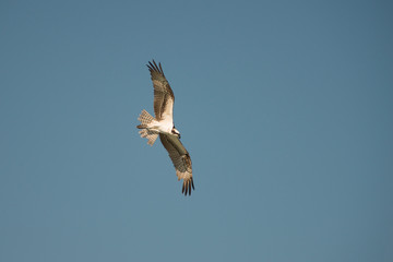 A flying Osprey, soaring as he looks for prey