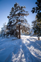 Snowy path through forest, Chautauqua park Boulder, CO