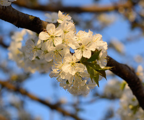 Prunus avium Flowering cherry. Cherry flowers on a tree branch