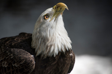 Bald eagle close-up looking up into light
